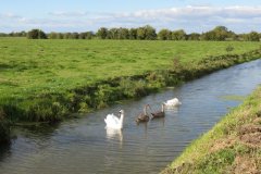 Swans-on-Oldbridge-river-near-Watermans-Bow-2