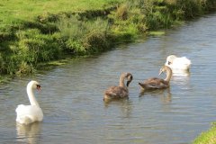 Swans-on-Oldbridge-river-near-Watermans-Bow-3
