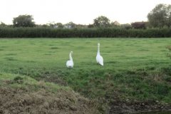 Swans-on-Oldbridge-river-near-Watermans-Bow-4