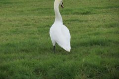 Swans-on-Oldbridge-river-near-Watermans-Bow-5