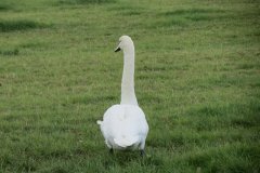 Swans-on-Oldbridge-river-near-Watermans-Bow-6