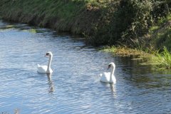 Swans-on-Oldbridge-river-near-Willow-Farm-1