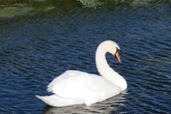 Swans-on-Oldbridge-river-near-Willow-Farm-2