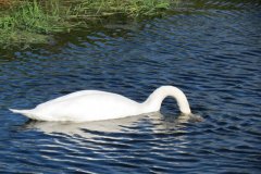 Swans-on-Oldbridge-river-near-Willow-Farm-3