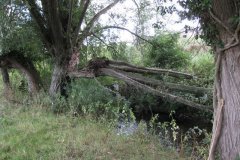 6.River-View-downstream-from-Burcott-Lane