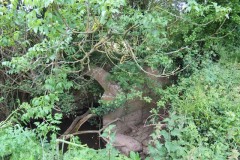 Bridge-and-sluice-over-Petherton-Bridge-Mill-stream-1