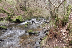 12. Flowing through Wilmersham Wood