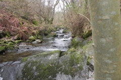 15. Flowing through Wilmersham Wood
