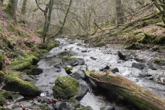 6. Flowing through Wilmersham Wood