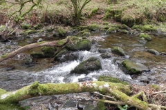 9. Flowing through Wilmersham Wood