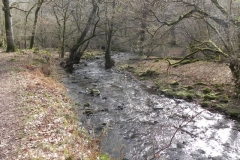 51. Downstream from Prickslade Combe