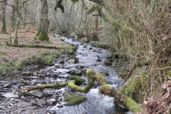 55. Downstream from Prickslade Combe