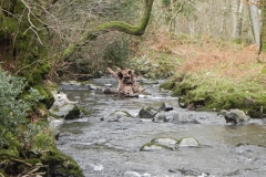 61. Flowing past Cloutsham Ball