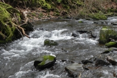 89. Flowing through Horner Wood