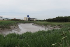 3.-Upstream-from-Drove-Bridge-1
