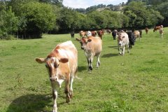 Young-Guernsey-Cows-by-Redlake-River-2