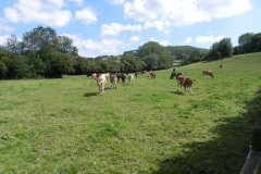 Young-Guernsey-Cows-by-Redlake-River