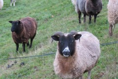 27.-Rare-breed-sheep-near-to-River-Axe-1