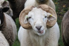 27.-Rare-breed-sheep-near-to-River-Axe-2