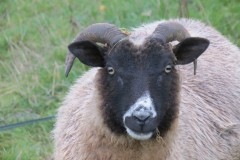 27.-Rare-breed-sheep-near-to-River-Axe-3