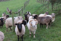 27.-Rare-breed-sheep-near-to-River-Axe-4
