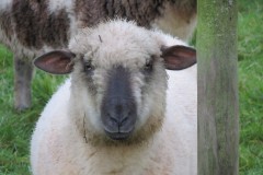 27.-Rare-breed-sheep-near-to-River-Axe-5