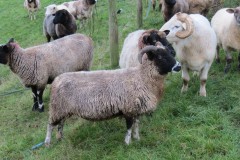 27.-Rare-breed-sheep-near-to-River-Axe-6