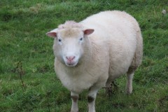 27.-Rare-breed-sheep-near-to-River-Axe-7