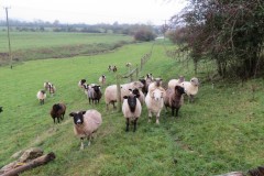 27.-Rare-breed-sheep-near-to-River-Axe
