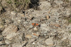 1. Red Amiral Butterfly near Cornham Ford