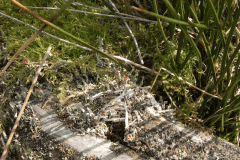 10. Lichen on log below Simonsbath