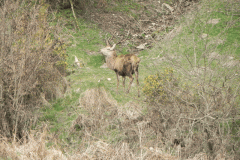 10. Stag by Barle above Withypool