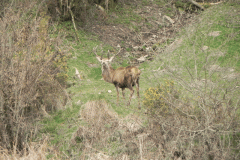 11. Stag by Barle above Withypool