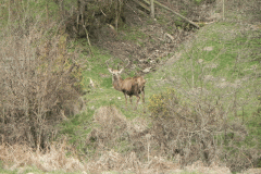 12. Stag by Barle above Withypool