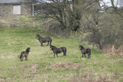 13. Exmoor Ponies by Barle above Withypool