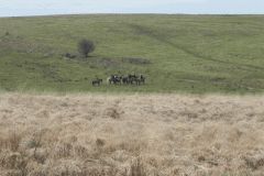 14. Horse Riders near Landacre Bridge