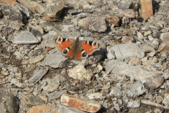 2. Red Amiral Butterfly near Cornham Ford