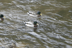 20. Mallards below Dulverton Bridge
