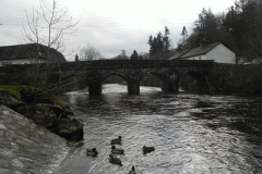 21. Mallards below Dulverton Bridge