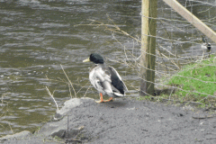 22. Mallards below Dulverton Bridge