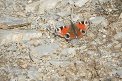 3. Red Amiral Butterfly near Cornham Ford
