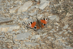 4. Red Amiral Butterfly near Cornham Ford