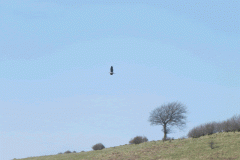 5. Heron above Barle near Cornham