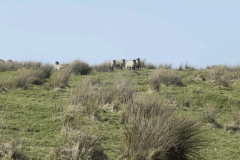 6. Sheep near Aclands Farm