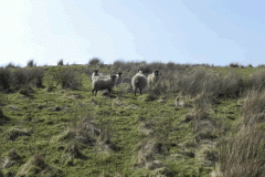 7. Sheep near Aclands Farm