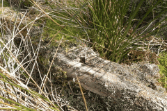 8. Lichen on log below Simonsbath