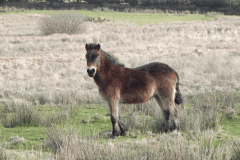 9. Exmoor Pony near Simonsbath