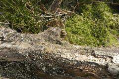 9. Lichen on log below Simonsbath