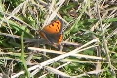 River Brue Nature