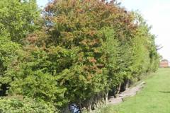 3.-Hawthorn-by-the-Brue-at-Basin-Bridge